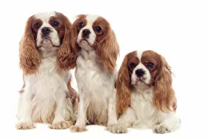 Images Dated 18th January 2007: Dog - Cavalier King Charles Spaniel