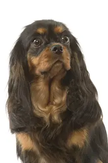 Dog - Cavalier King Charles Spaniel