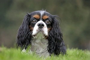 Images Dated 30th October 2011: Dog - Cavalier King Charles Spaniel