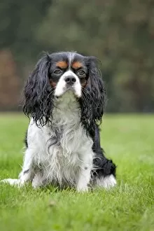 Images Dated 30th October 2011: Dog - Cavalier King Charles Spaniel