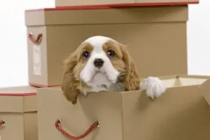 Dog - Cavalier King Charles Spaniel - in a bo in studio