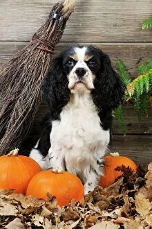 Images Dated 7th October 2009: DOG. Cavalier king charles spaniel with broom and pumpkins