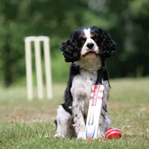 Ball Prints: Dog - Cavalier King Charles spaniel with cricket bat and ball