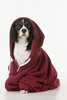 Images Dated 12th November 2012: Dog - Cavalier King Charles Spaniel in a Hoodie