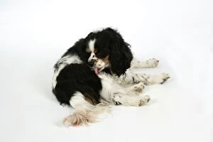 DOG - Cavalier King Charles Spaniel licking itself, grooming
