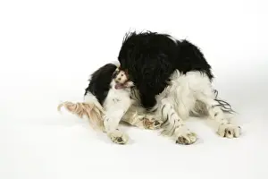 DOG - Cavalier King Charles Spaniel licking itself, grooming