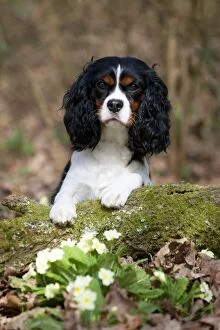 DOG - Cavalier king charles spaniel looking over