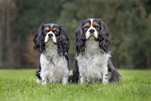 Images Dated 30th October 2011: Dog - Cavalier King Charles Spaniel - pair