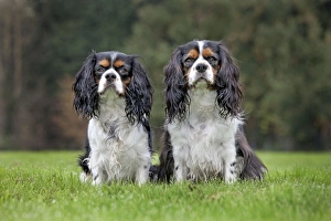 Images Dated 30th October 2011: Dog - Cavalier King Charles Spaniel - pair