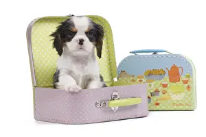 Suitcases Prints: Dog - Cavalier King Charles Spaniel - in pink suitcase