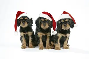 Hats Prints: Dog - Cavalier King Charles Spaniel puppies 6/7 weeks old. Wearing Christmas hats
