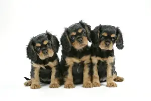Dog - Cavalier King Charles Spaniel puppies 6/7 weeks old