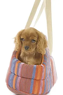 Bags Prints: Dog - Cavalier King Charles Spaniel - puppies in dog carrier