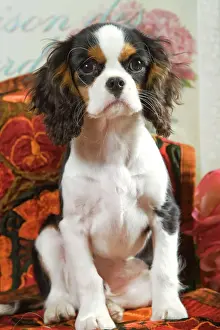 Spaniels Prints: Dog - Cavalier King Charles Spaniel puppy