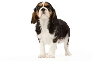 Images Dated 27th January 2009: Dog - Cavalier King Charles Spaniel - puppy in studio