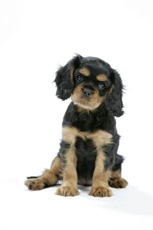 Dog Cavalier King Charles Spaniel 10 week old puppy