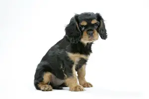 Sorry Prints: Dog - Cavalier King Charles Spaniel puppy 6/7 weeks old