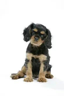 Dog - Cavalier King Charles Spaniel puppy 6/7 weeks old