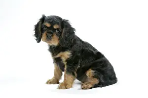 Dog - Cavalier King Charles Spaniel puppy 6/7 weeks old
