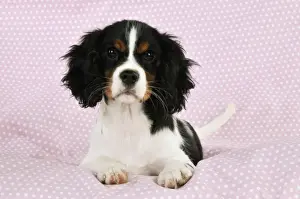Puppy Prints: DOG. Cavalier king charles spaniel puppy laying on spotty blanket