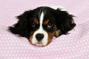 Blanket Prints: DOG. Cavalier king charles spaniel puppy laying on spotty blanket