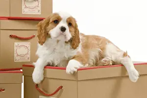 Dog - Cavalier King Charles Spaniel puppy lying on boxes in studio