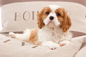 Relaxation Prints: Dog - Cavalier King Charles Spaniel puppy lying on cushions