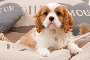 Dog - Cavalier King Charles Spaniel puppy lying on cushions