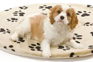 Dog - Cavalier King Charles Spaniel puppy lying on dog bed