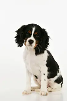 DOG. Cavalier king charles spaniel puppy sitting