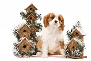 Dog - Cavalier King Charles Spaniel puppy sitting by festive bird boxes