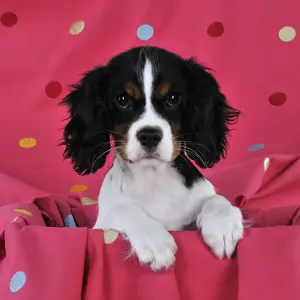 DOG. Cavalier king charles spaniel puppy sitting on spotty blanket