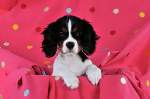 DOG. Cavalier king charles spaniel puppy sitting on spotty blanket