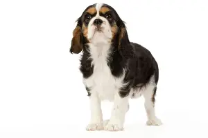 Dog - Cavalier King Charles Spaniel - puppy in studio