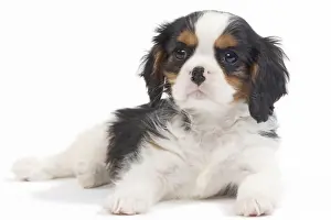 Dog - Cavalier King Charles Spaniel - puppy in studio