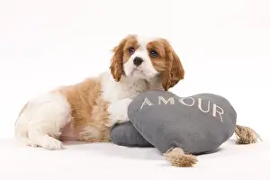Dog - Cavalier King Charles Spaniel puppy in studio