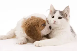 Puppy Prints: Dog - Cavalier King Charles Spaniel puppy in studio with kitten