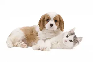 Dog - Cavalier King Charles Spaniel puppy in studio with kitten