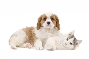 Dog - Cavalier King Charles Spaniel puppy in studio with kitten