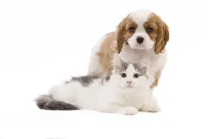 Dog - Cavalier King Charles Spaniel puppy in studio with kitten