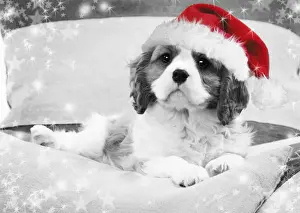 Christmas Prints: Dog - Cavalier King Charles Spaniel puppy wearing christmas hat lying on cushions Digital Manipulation: Hat (Su) B&W