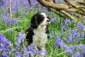 Wood Prints: DOG. Cavalier king charles spaniel sitting in bluebells