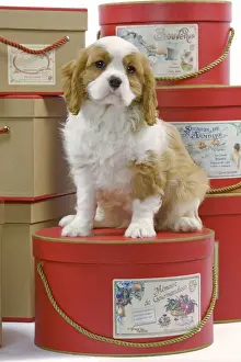 Dog - Cavalier King Charles Spaniel - sitting on hat boxes in studio