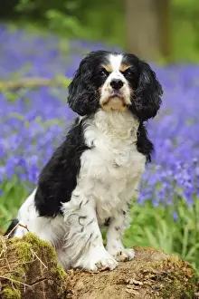 DOG. Cavalier king charles spaniel standing in bluebells