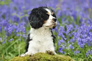 DOG. Cavalier king charles spaniel standing in bluebells