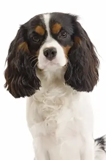 Dog - Cavalier King Charles Spaniel in studio