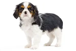 Dog - Cavalier King Charles Spaniel - in studio