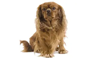 Dog - Cavalier King Charles Spaniel - in studio
