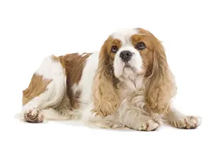 Dog - Cavalier King Charles Spaniel - in studio