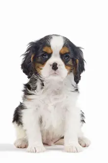Dog - Cavalier King Charles Spaniel - in studio